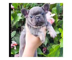 French bulldog / bouledogue français