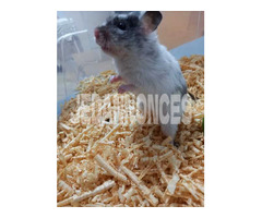 Hamster syrien