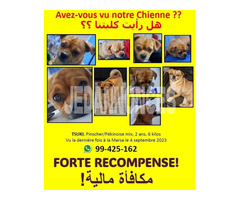 Avex vous vu notre chienne???