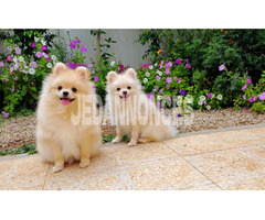 Chiots Spitz de Poméranie importés de Russie ????????