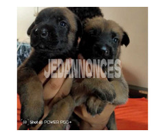 chiens malinois