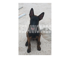 A vendre Chiot Malinois de 3 mois