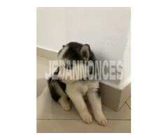 Chiots husky à vendre