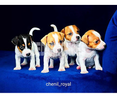 Chiots Mini Jack Russell Terrier.  importation de Russie, parents RKF/FCI.