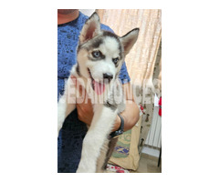 Husky femelle 2 mois